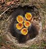 baby-birds-nest-14036800.jpg