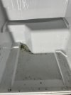 IMG_7826.jpeg