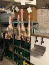 IMG_7932.jpeg