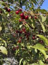 IMG_0198.jpeg