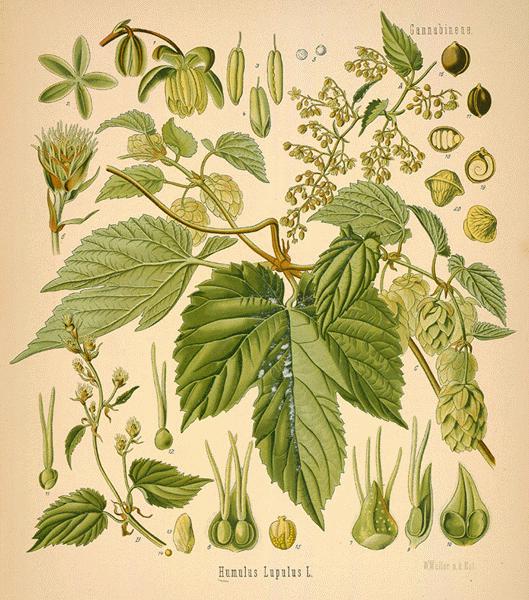 hops--32-l.jpg