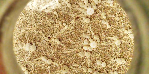 pellicle.jpg